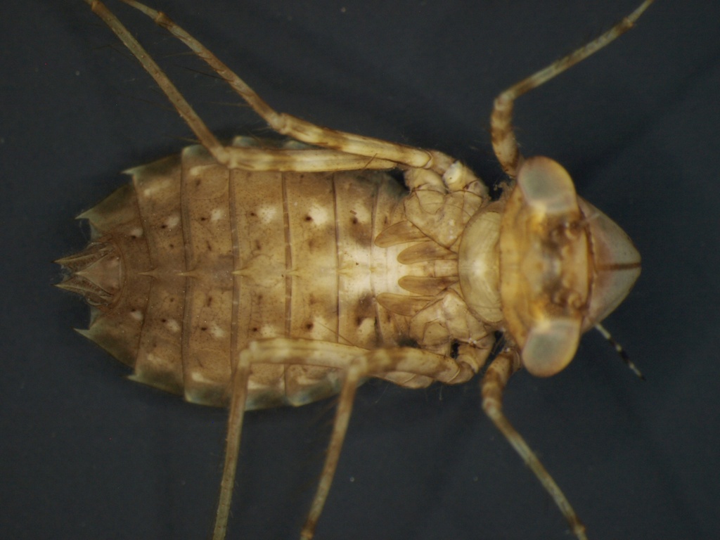 Leucorrhinia pectoralis